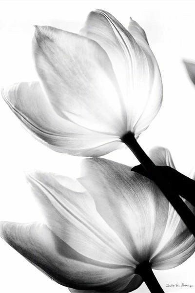 BLANCO Y NEGRO