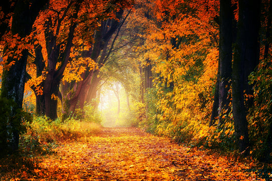 EL OTOÑO YA ESTÁ AQUÍ 🍂